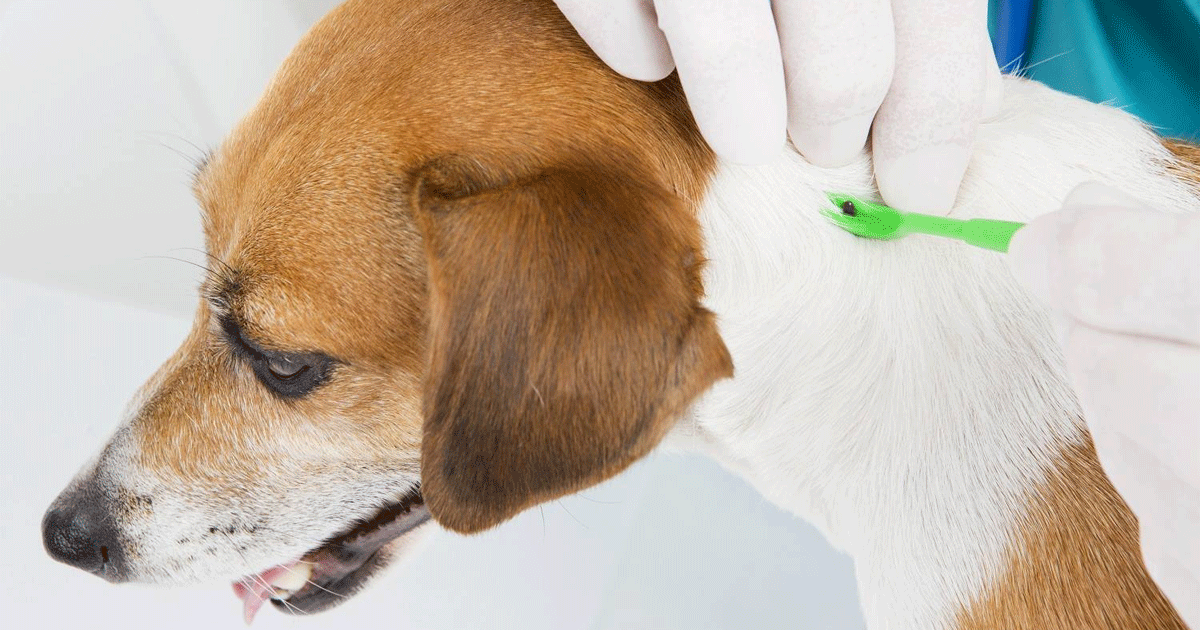 Пироплазмоз (бабезиоз) у собак