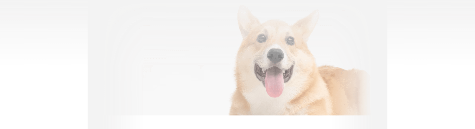Лечение вывиха челюсти у собак